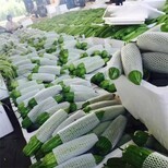 厦门同安蔬菜配送,厦门工厂送菜公司