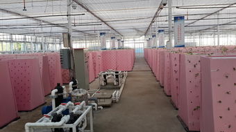 三沙市建立首个雾培蔬菜工厂基地以解决吃菜难问题