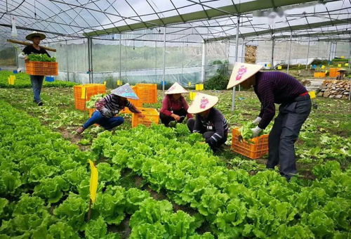 买菜去 厦门新增12家 放心肉菜示范超市 你家附近有吗