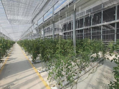 福建农产品供应链大会圆满落幕,我们如何摆脱内卷式的竞争