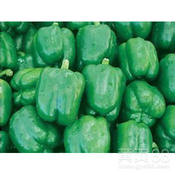 【厦门蔬菜配送,鲜肉,粮油,冻品,水产等农副产品】- 