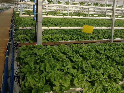中山农产品蔬菜配送公司信息推荐