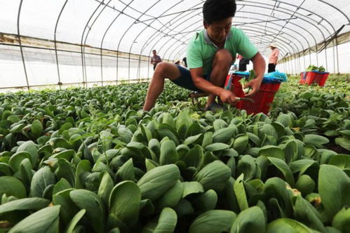 上海植物工厂万亩蔬菜绿油油,5.5折供应百姓餐桌