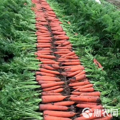 红皮萝卜 厦门蔬菜配送,生鲜配送公司