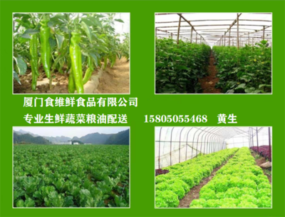 番茄基地