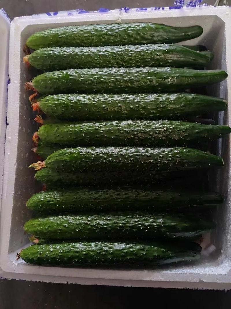 厦门蔬菜批发配送,厦门生鲜配送,厦门食材配送,厦门新鲜蔬菜基