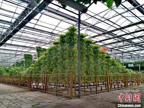 普通菜田成美丽风景线 长春农博园里有座 蔬菜工厂