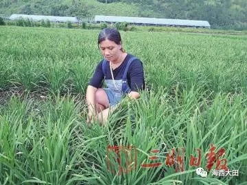 小韭菜 开 出致富花