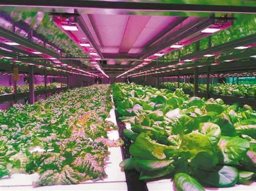 设施农业 新宠 前景诱人 4月1日北京智慧农业展等您来约