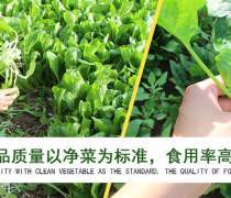 厦门蔬菜配送热卖促销