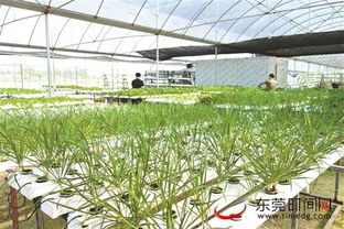 搭上 互联网 ,水培蔬菜配送到家 植物工厂 在东莞悄然兴起