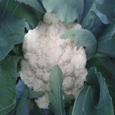 厦门蔬菜配送_西月果蔬是优质蔬菜配送服务供应商
