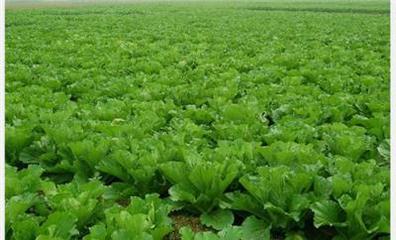 蔬菜配送公司哪家好相关产品推荐