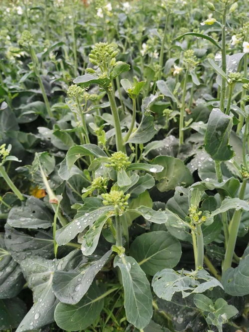 手慢无 厦门 生态种植鲜蔬 ,不打农药 3公里内免配送费