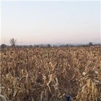 闽南地区专业蔬菜配送服务 泉州、厦门、漳州一体化供应解决方案