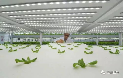新型植物工厂 厦门蔬菜配送模式如何解决未来全球粮食危机